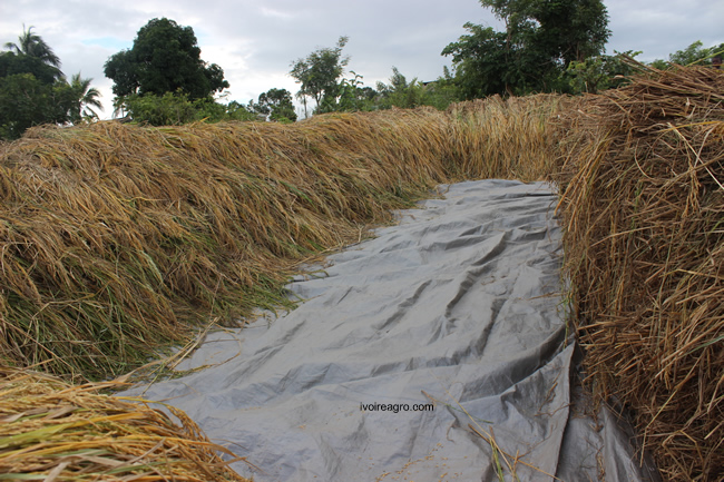 22/05/17 L’approche agro-écologique SRI fait ses preuves pour la production de riz en Afrique de l’Ouest